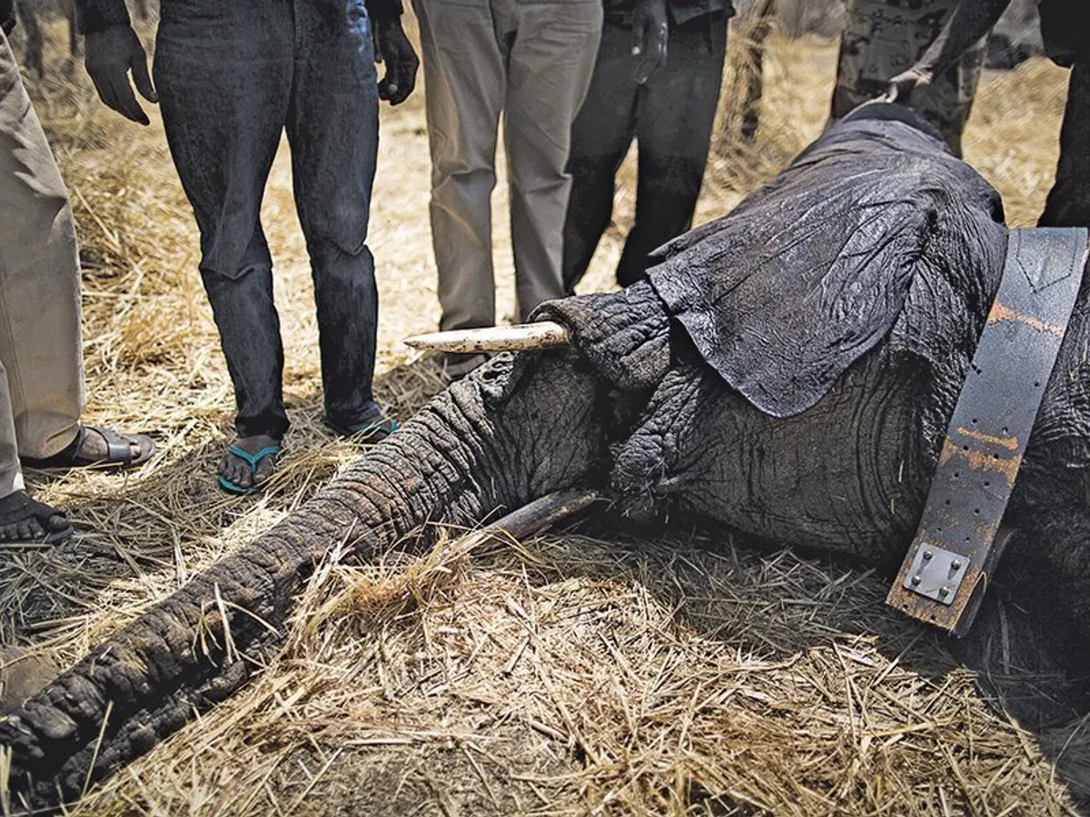 Unui elefant din Parcul Naţional Zakouma i se montează un dispozitiv de urmărire