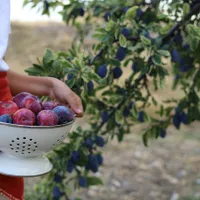 Femeie cu prune - Foto: Pexels (Imagine cu rol ilustrativ)