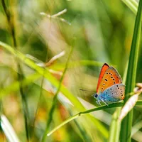 A fost descoperită o specie rară și extrem de frumoasă de fluture în România. Este multicolor foto: Facebook/ RNP Romsilva