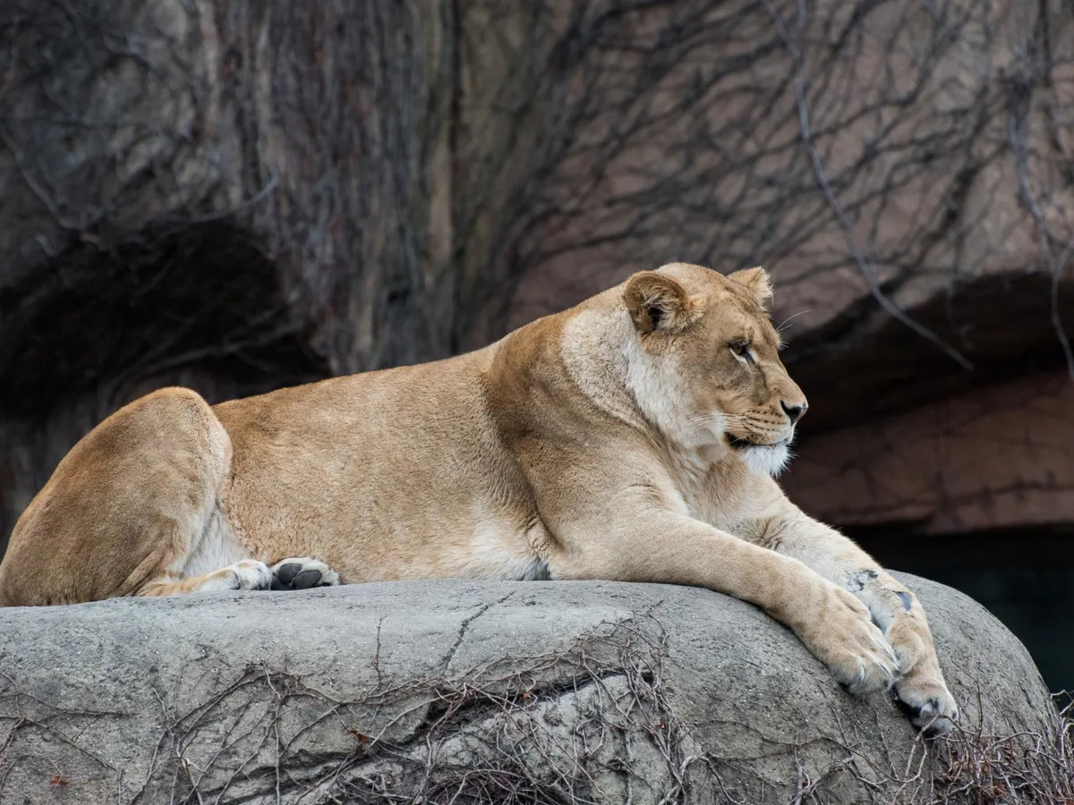 Tânăr de 19 ani ucis de o leoaică după ce a intrat în țarcul grădinii zoologice din Brazilia