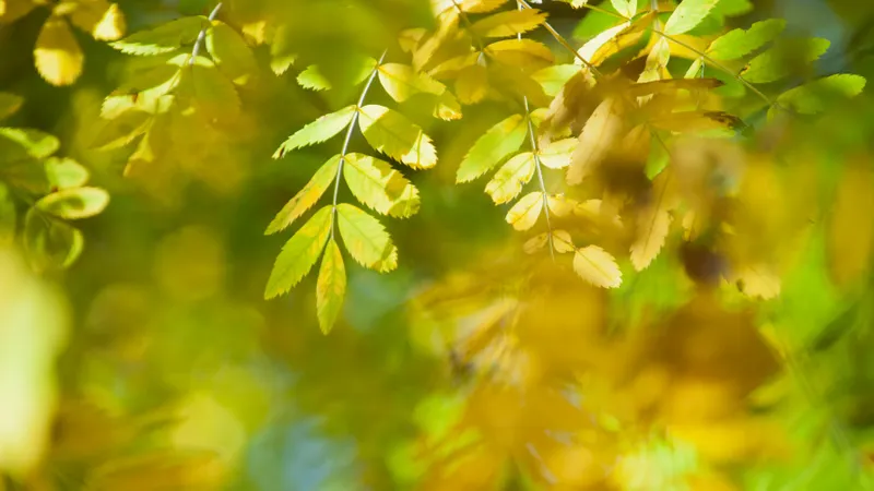 Ce temperaturi vor fi în luna septembrie și octombrie. Meteorologii vin cu vești bune Foto: Profimedia Images (fotografie cu caracter ilustrativ)