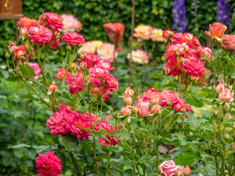 Florile din grădină care prevestesc dacă vine toamna. Cum trebuie să fie după 15 august? - Foto: Freepik