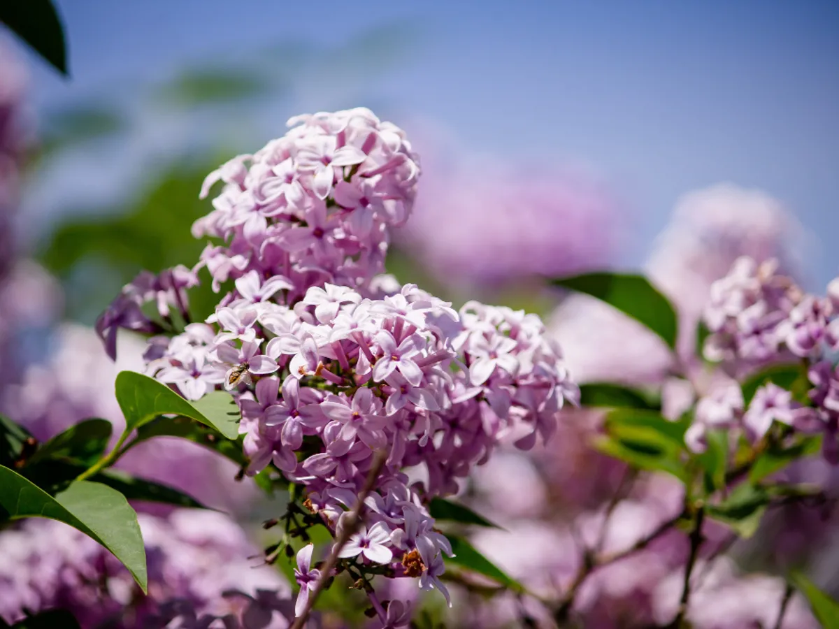 Liliac - Foto: freepik (rol ilustrativ)