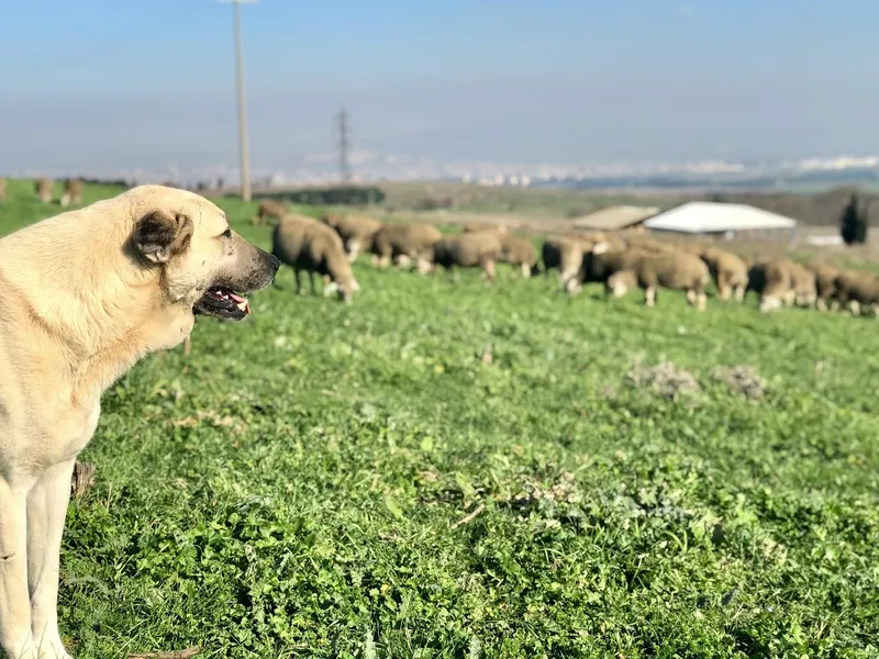 Câini din rasa kangal de la o stână au rănit grav un turist în Munții Făgăraș