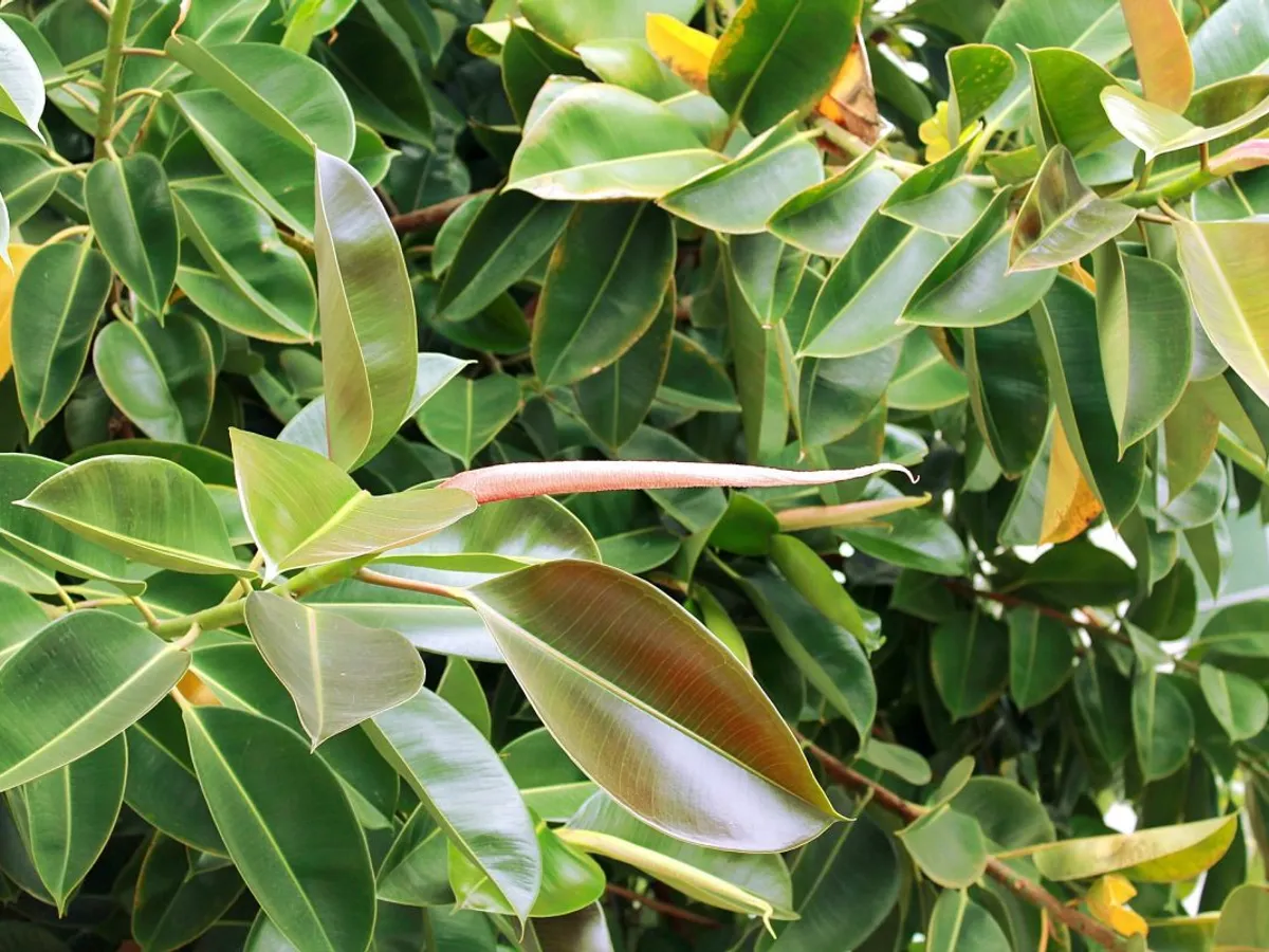 Ficus - Foto: botanistii.ro
