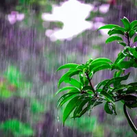 Plouă în 25 de județe. FOTO: Pexels.com