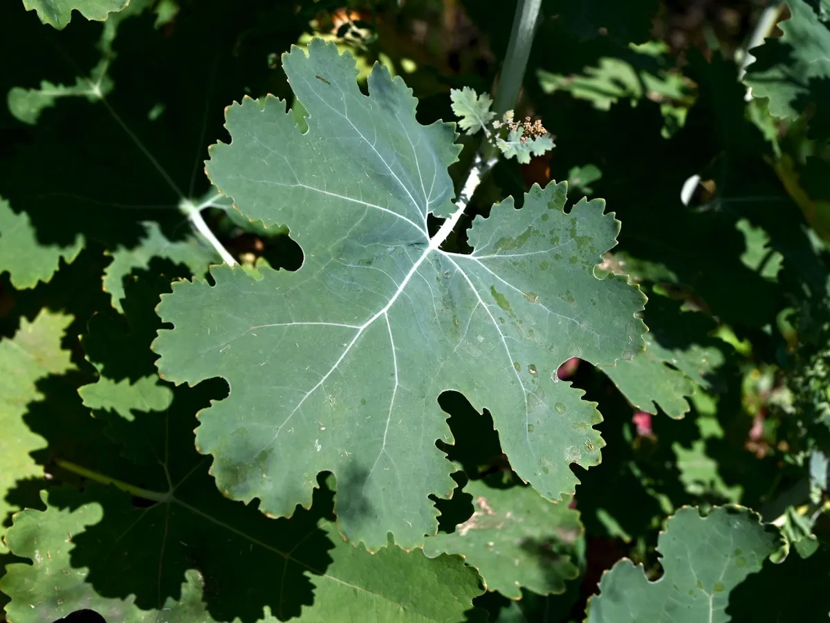 Macleaya cordata - Foto: Profimedia Images (Imagine cu rol ilustrativ)