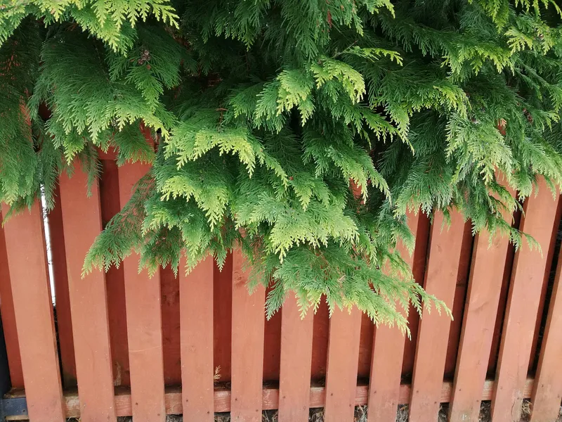 Copac crescut peste gard - Foto: Freepik (rol ilustrativ)