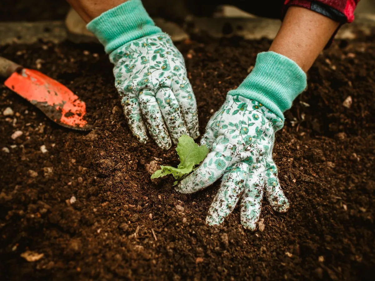 Plantat Foto: Pexels (imagine cu rol ilustrativ)