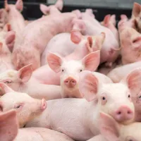 Avertisment ASAS: Preţul cărnii de porc va creşte cu 25 % în Europa. Iar România nu mai are porci. / Foto: europafm.ro