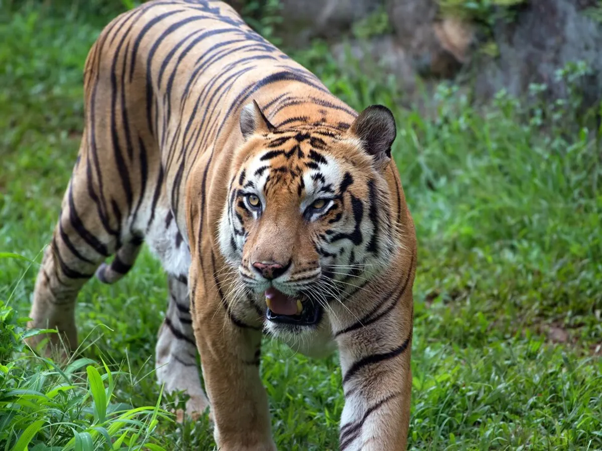 Incident dramatic la Grădina Zoologică. Un bărbat a fost ucis de un tigru. Cum s-a întâmplat? - Foto: Freepik.com (rol ilustrativ)