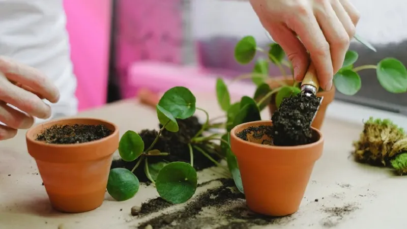 Planta „fericirii” pe care trebuie să o ai în casa ta. Îți dă o stare de bine și atrage norocul - Foto: pexels.com (rol ilustrativ)