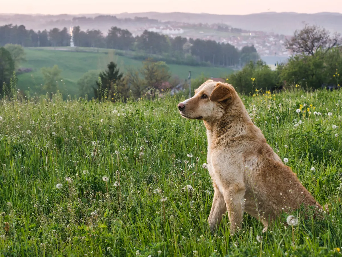 Florile din grădină care sunt otrăvitoare pentru câini. Ce este strict interzis să plantezi lângă casă