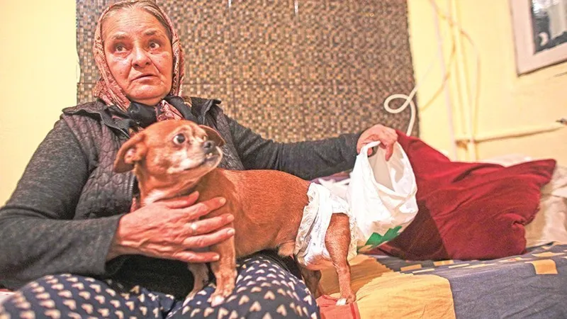 Poco și Lassie sunt acum „copiii” doamnei Coca