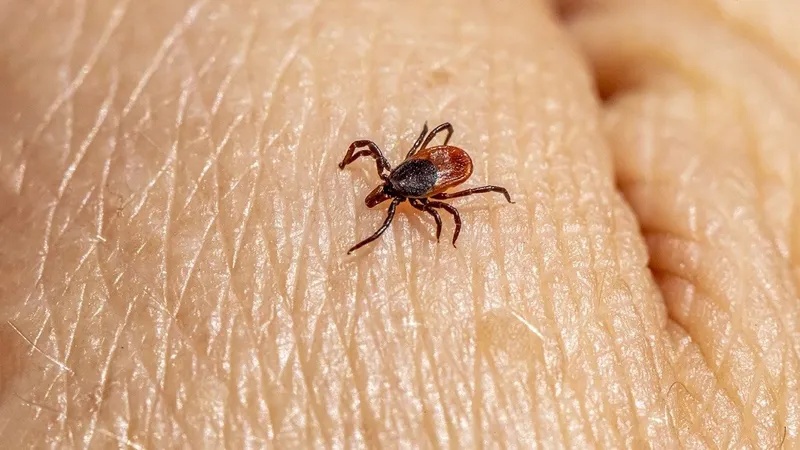 Alertă de sănătate. Căpușele transmit un virus mortal care „se îngroapă în creierul” omului - Foto: Pixabay.com (rol ilustrativ)
