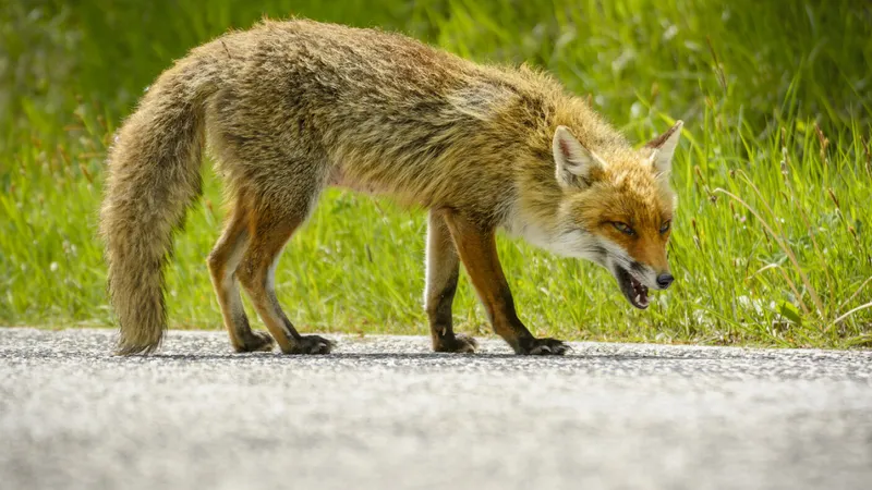 Autoritățile au trimis în urmă cu puțin timp un RO-ALERT. Nou focar de rabie într-un județ din țară - Foto: Descopera,ro / imagine rol ilustrativ