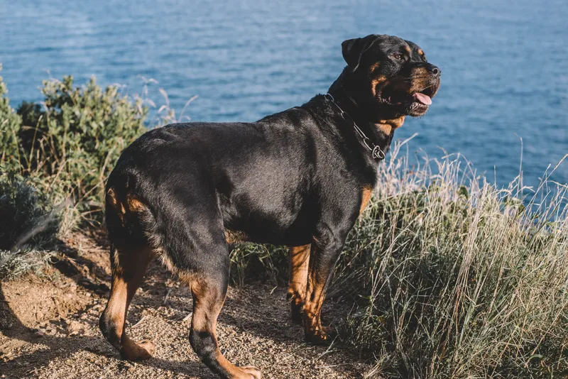 C&acirc;ine - Foto: Freepik