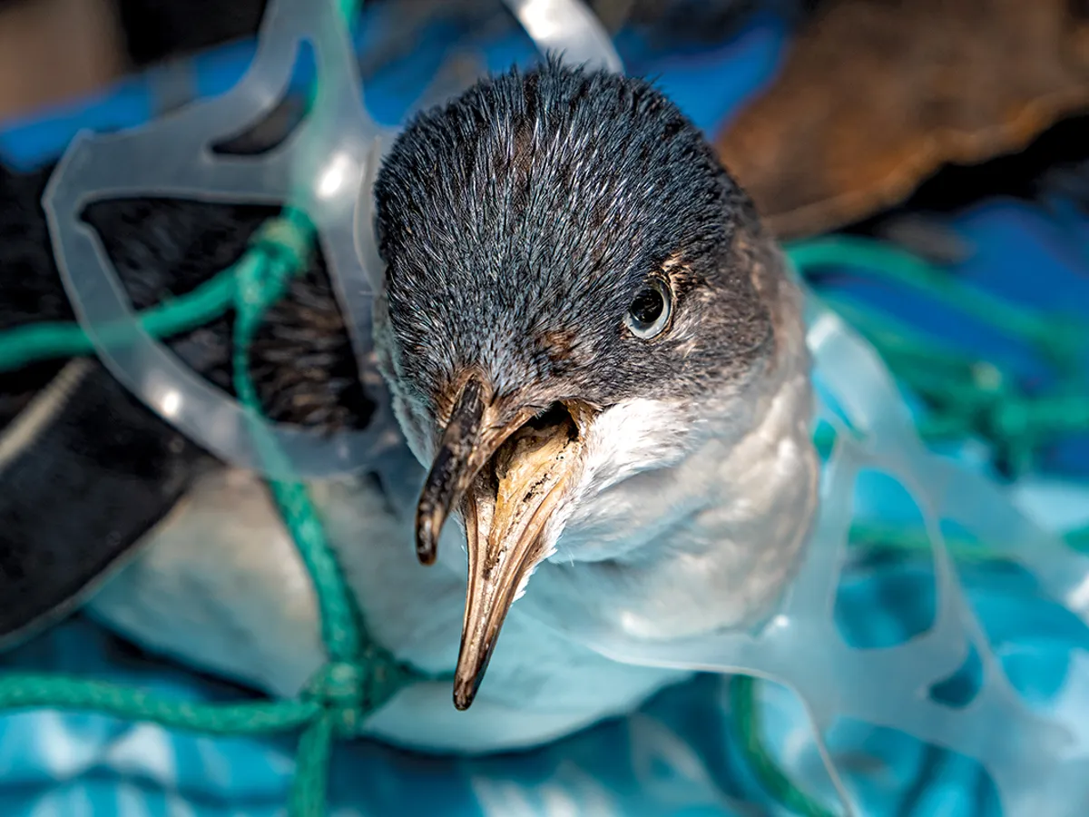 UCIGAȘUL TĂCUT  Sticlele de plastic și pungile de cumpărături ajung în oceane și sunt mortale pentru viața marină