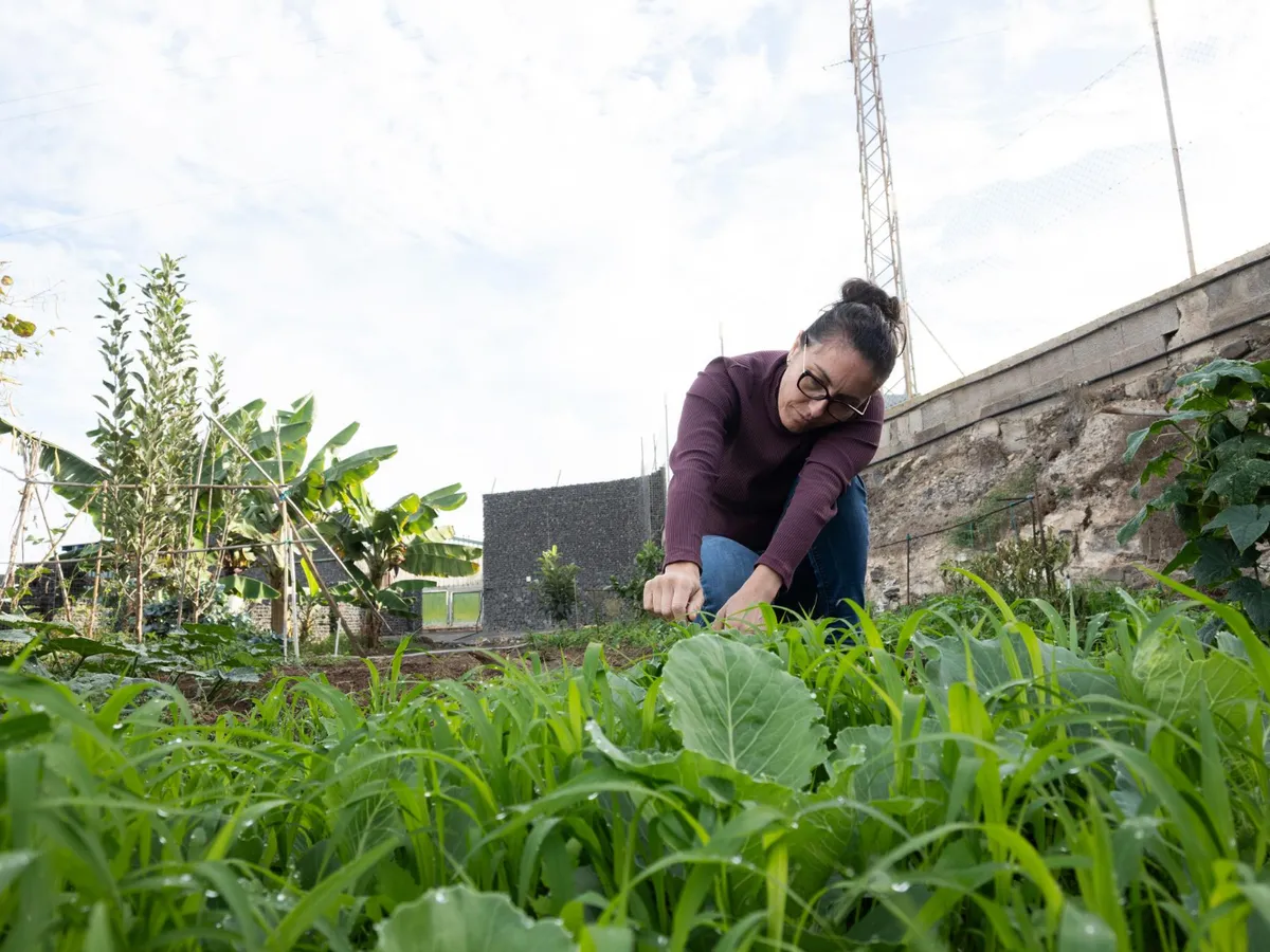 Cu ce să stropești leușteanul atacat de furnici? Vezi cum să salvezi planta înainte să fie prea târziu