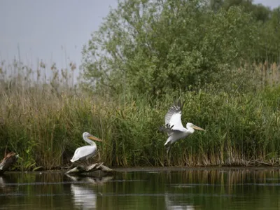 De ce a mințit un român că vrea să lupte în Ucraina și a traversat ilegal Dunărea înotând
