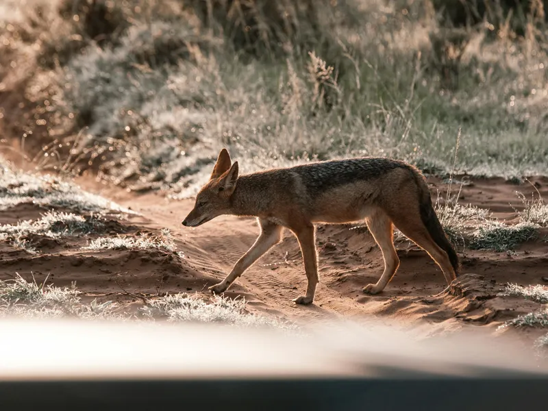 Șacalii au terorizat un oraș din România. Animalele au invadat teritoriul ca în savană Foto: Pexels (fotografie cu caracter ilustrativ)