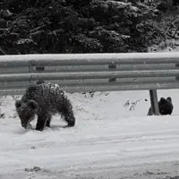 Pui de urs la marginea unui drum național din Vrancea/FOTO: facebook.com