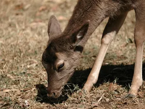 Un pui de căprioară a fost salvat de un jandarm. După, animalul nu mai pleca de lângă militar Foto: Pexels (fotografie cu caracter ilustrativ)