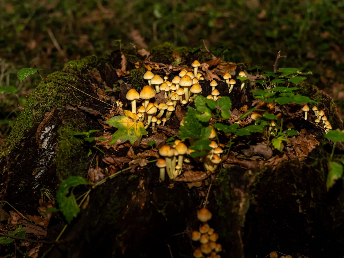 Ciuperci Foto: Pexels (imagine cu rol ilustrativ)