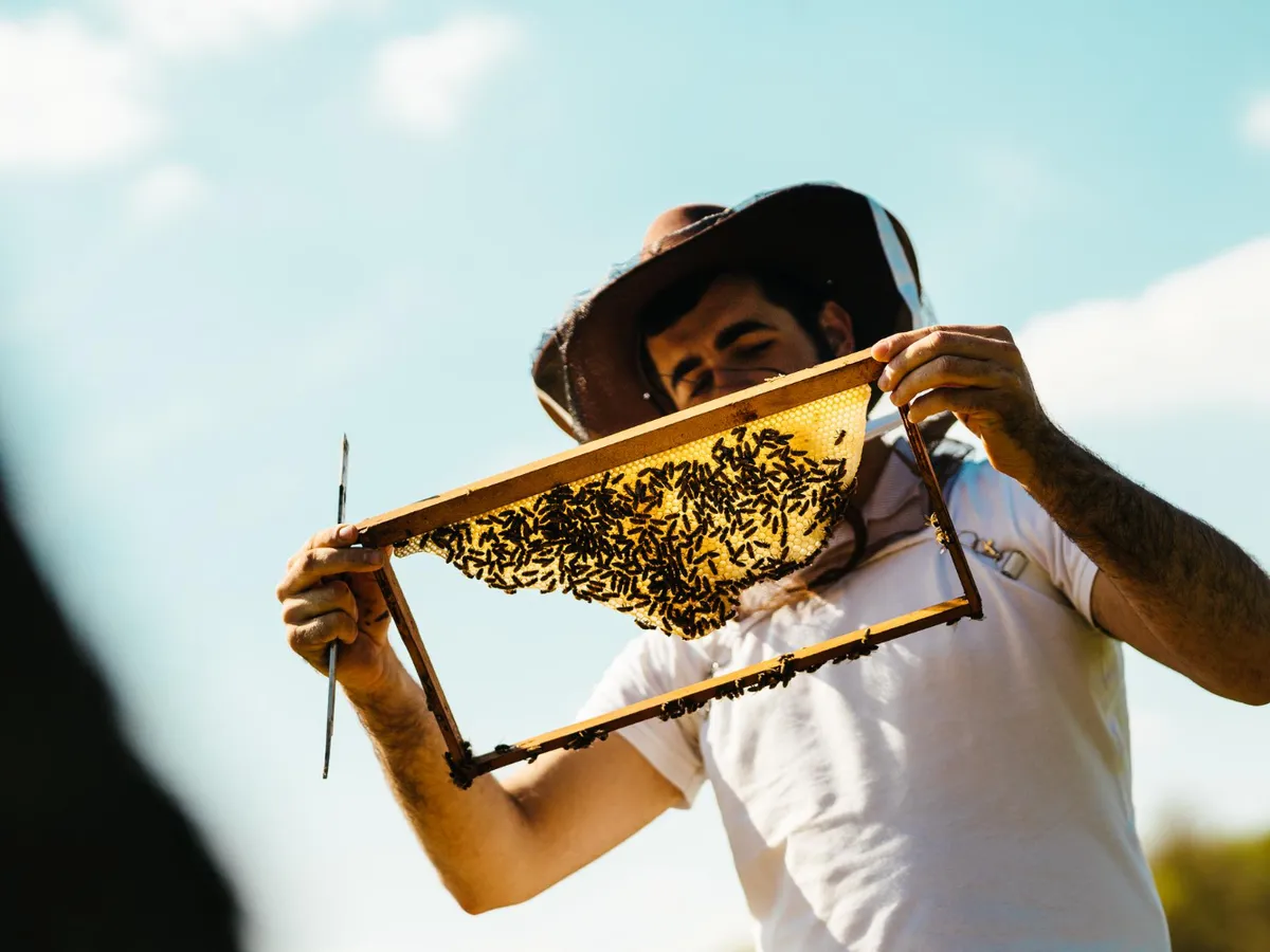 Unde merg albinele și viespile pentru iarnă? Oamenii de știință au găsit răspunsul