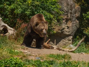 Urșii terorizează o comună din Mureș. „O ursoaică cât o vacă”. Localnicii trăiesc cu frica de moarte - Foto: Freepik