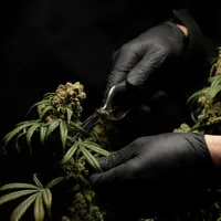 Luxemburgul urmează să autorizeze cultivarea canabisului în scop recreativ/FOTO: Unsplash