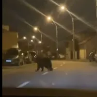 VIDEO Alertă în Ploiești după ce un urs s-a plimbat nestingherit prin oraș. Ce au făcut autoritățile - Foto: Captură video/ Youtube