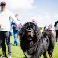 Competiție canină internațională, la Satu Mare. Participă peste 400 de câini. Foto: Primăria Satu Mare Facebook