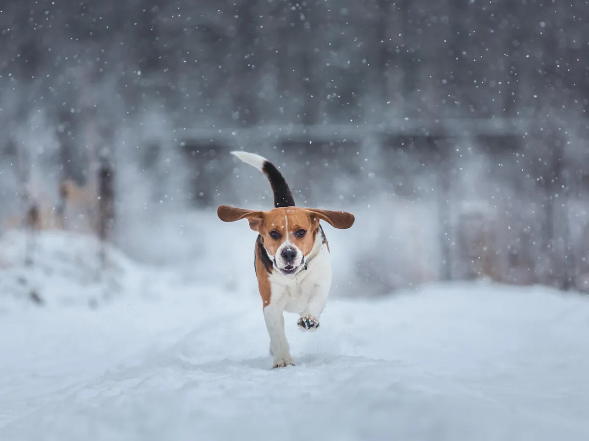 Câine iarna afară - Foto: Freepik (Imagine cu rol ilustrativ)