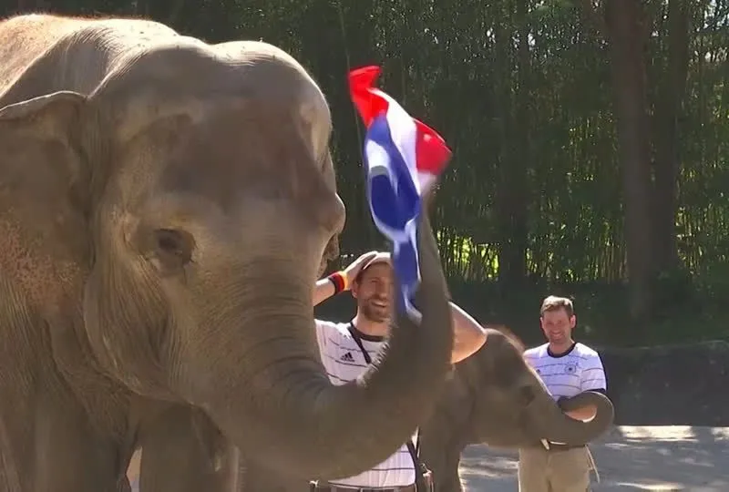 Un elefant ''spiritist'' de la o grădină zoologică din Hamburg a prezis că Franţa va învinge Germania. / Foto: stern.de