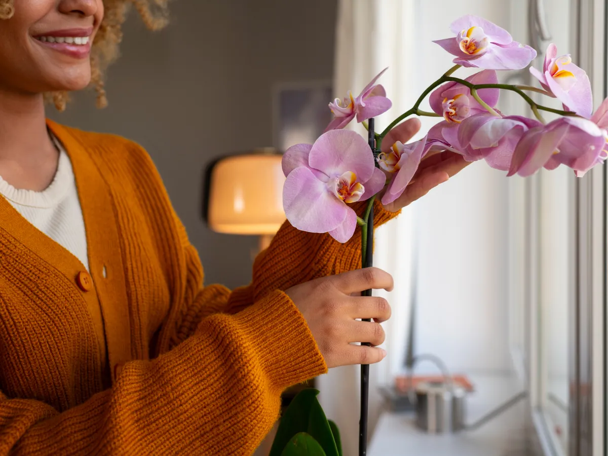 Ce plantă este potrivită pentru dormitor? Feng Shui spune că atrage bunăstare și odihnă seara