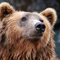 Ce a făcut un bărbat pentru a primi bani pentru asigurarea la mașinile distruse: s-a deghizat în urs foto: Pexels (fotografie cu caracter ilustrativ)