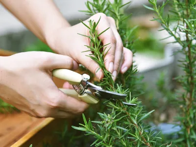 Planta aromatică asociată cu îmbunătățirea memoriei și reducerea stresului. Specialiștii explică beneficiile multiple pentru organism