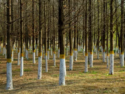 O pădure densă de copaci cu trunchiuri vopsite în alb - Foto: Pexels (Imagine cu rol ilustrativ)