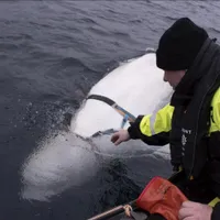 Balena Beluga spion-Foto: alliance/dw