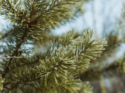 Molid Foto: Freepik (imagine cu rol ilustrativ)