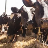 Dosarele X: unde au dispărut 100.000 de vaci din judeţul Iaşi?/FOTO: ziaruldeiasi.ro
