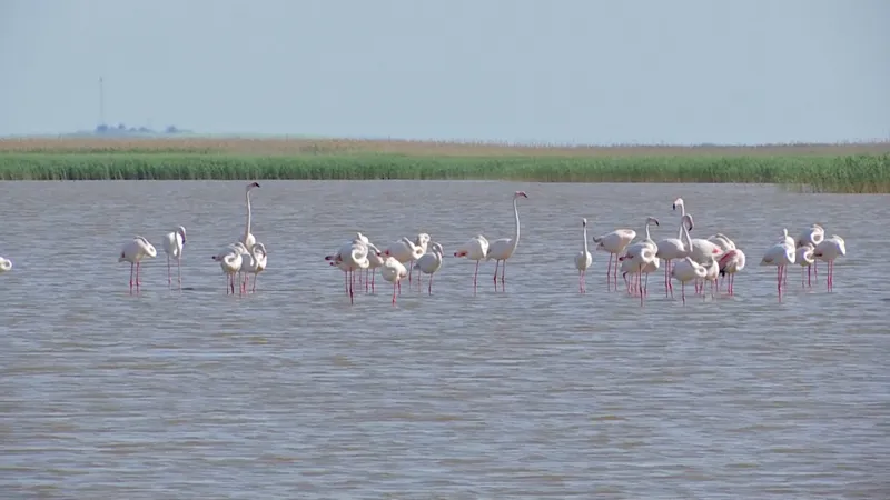 Scene exotice pe plaja Mării Negre. Mai multe păsări Flamingo au fost văzute în Eforie Foto: captură video Observator