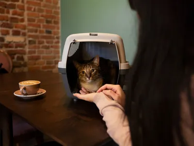 Pisică în cușcă - Foto: Freepik (Imagine cu rol ilustrativ)