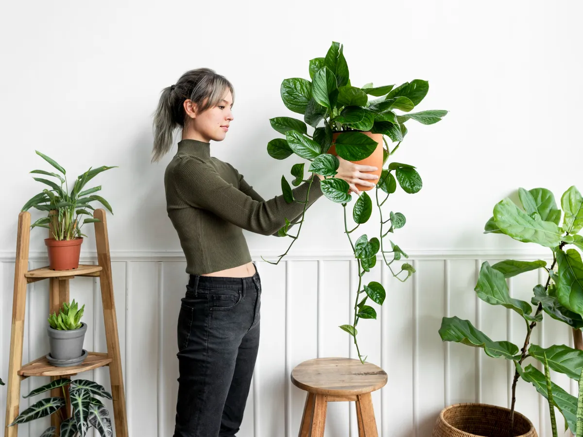 Floarea pothos - Foto: Magnific