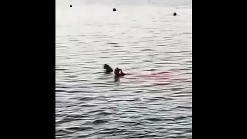 O turistă care făcea snorkeling, atacată mortal de un rechin în apropiere de Hurghada. / Foto: captură video