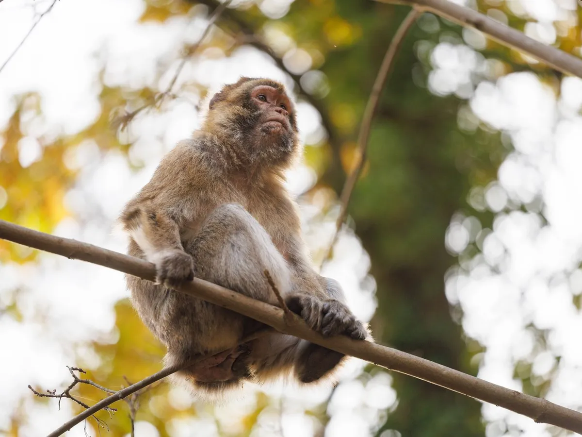 81 de macaci, descoperiţi în saci; doi bărbaţi au fost arestaţi