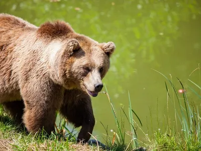 Rețelele prin care străinii vânează urși din România. Ciparea ar rezolva problema Foto: pexels.com