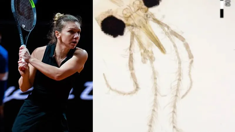 O insectă descoperită în Constanța, care suge sânge și transmite boli, denumită academic „Simona Halep" Foto: Facebook