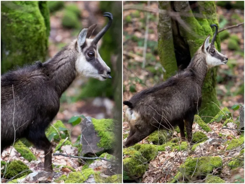 Capră neagră, colaj - Foto: Facebook/ Parcul Natural Apuseni